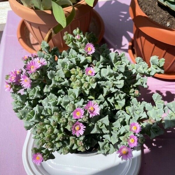 Oscularia deltoides Flower