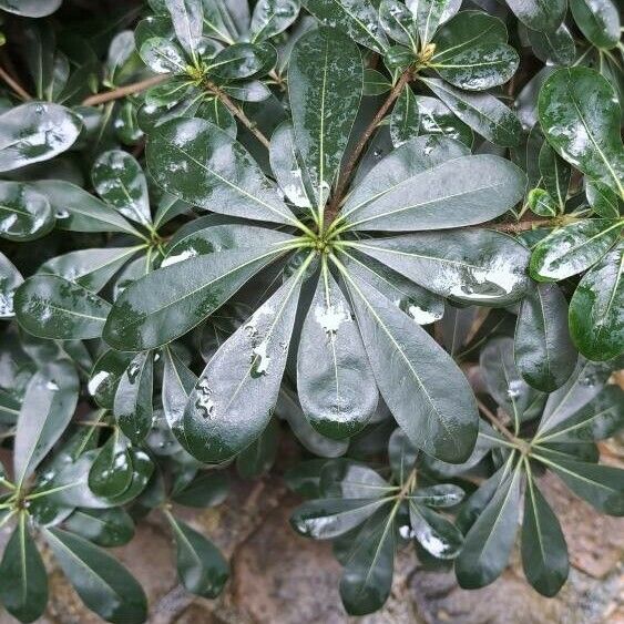 Pittosporum heterophyllum Лист