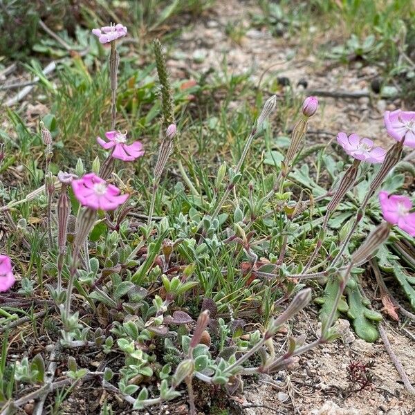 Silene sericea Flower