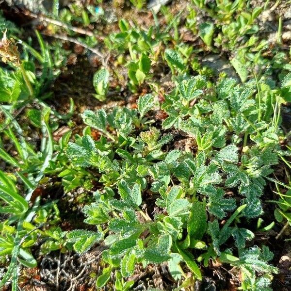 Sibbaldia procumbens Leaf