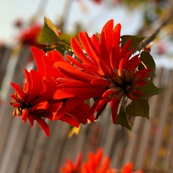 Erythrina corallodendron Blomst
