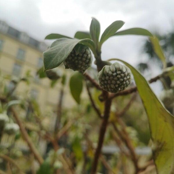 Edgeworthia chrysantha Ffrwyth