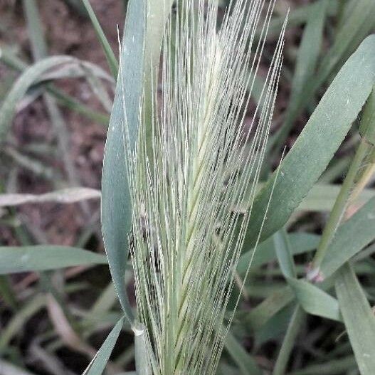 Hordeum murinum Flower