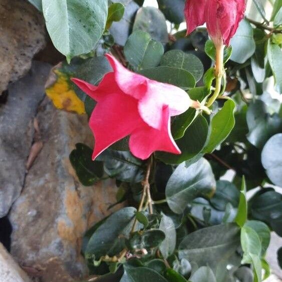 Mandevilla sanderi Flor