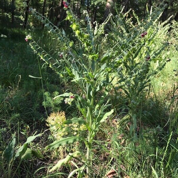 Cynoglossum officinale फूल