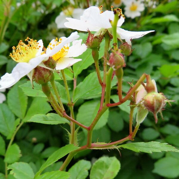 Rosa multiflora 葉