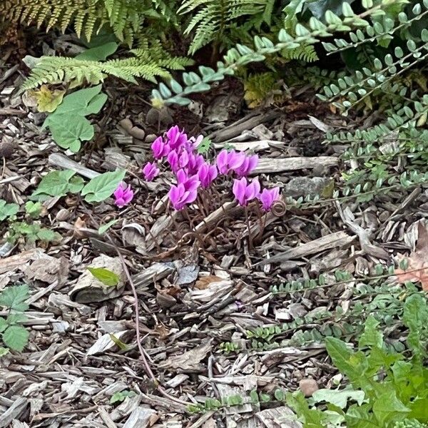 Cyclamen purpurascens Bloem