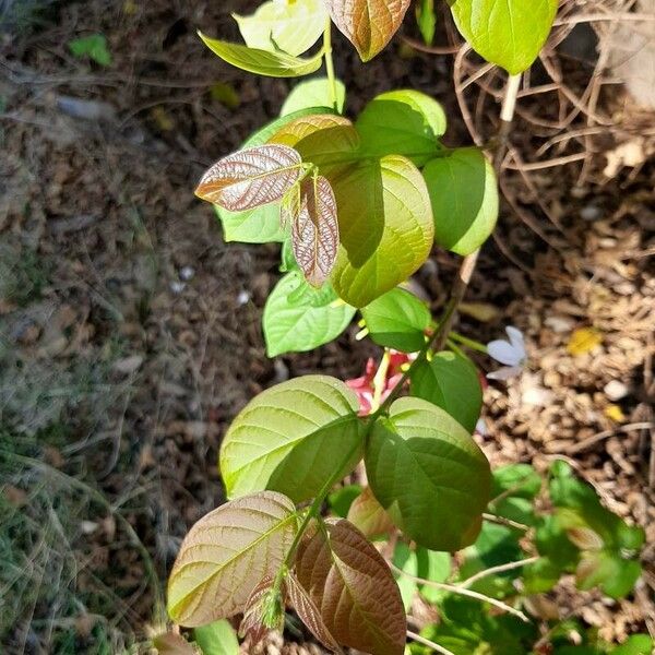 Quisqualis indica Fuelha