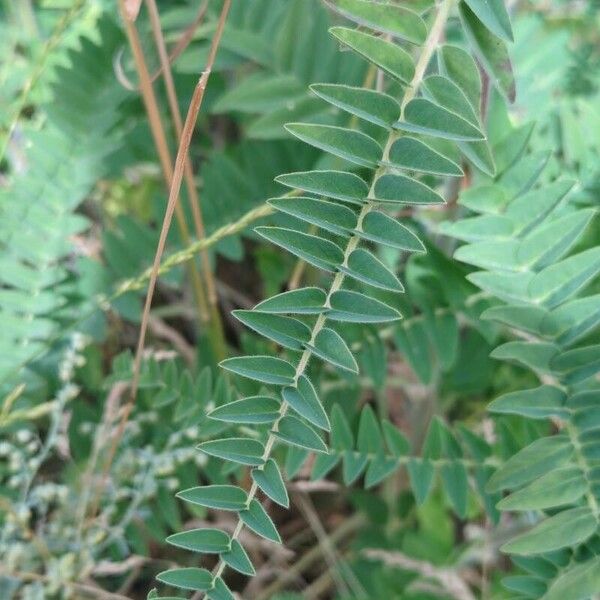 Astragalus alopecurus 葉