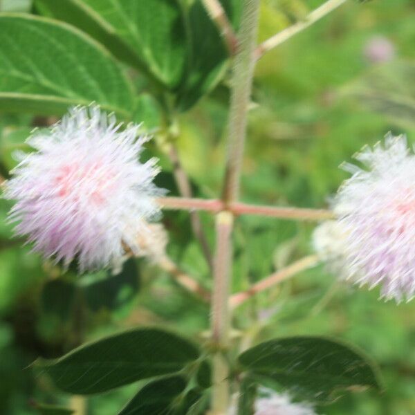 Mimosa albida Hábito