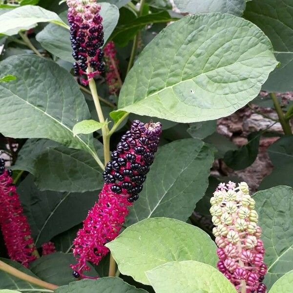 Phytolacca acinosa Цветок