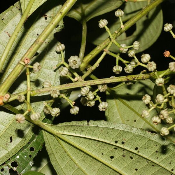 Miconia rubescens Cvet