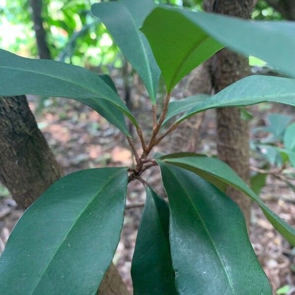 Esenbeckia grandiflora Leaf