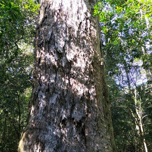 Afrocarpus falcatus പുറംതൊലി