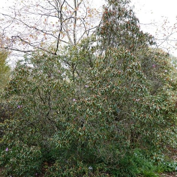 Rhododendron polylepis