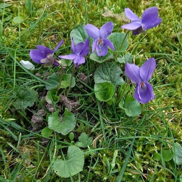 Viola odorata Кветка