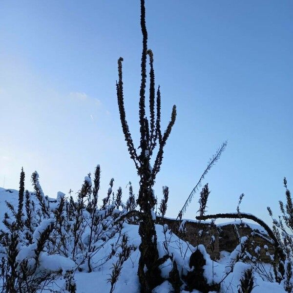 Verbascum densiflorum Hábito