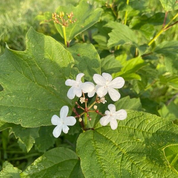 Viburnum trilobum Λουλούδι