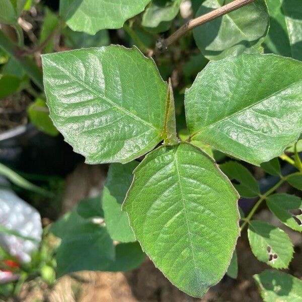 Euphorbia heterophylla Leaf