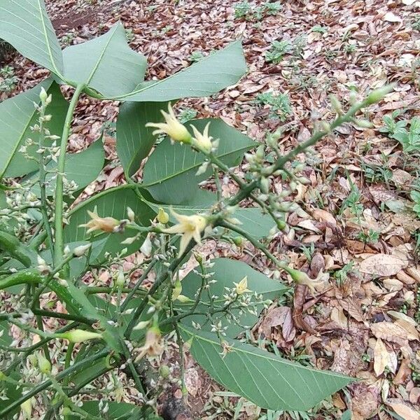 Hevea brasiliensis Flower