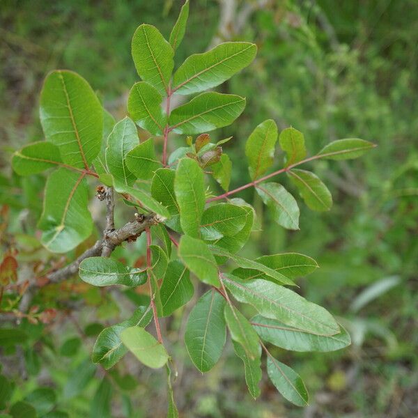 Pistacia terebinthus Frunză