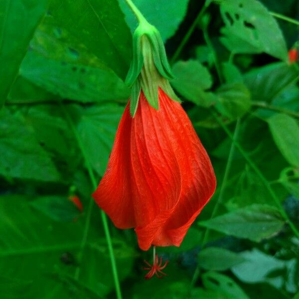 Malvaviscus penduliflorus 花