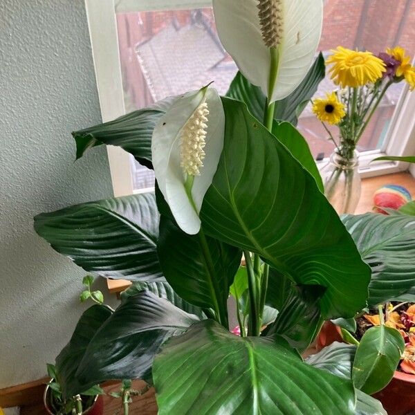 Spathiphyllum wallisii 葉