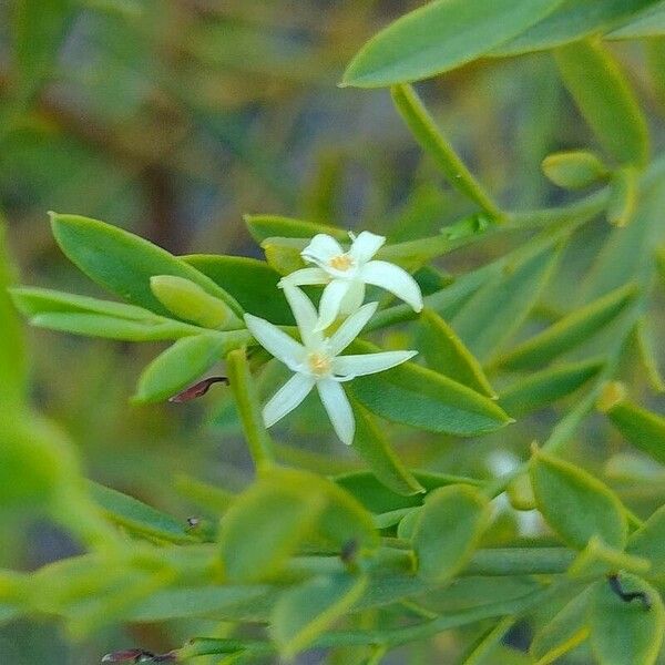 Olax stricta Virág