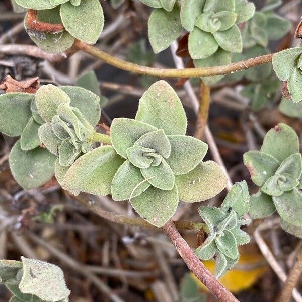 Aeonium goochiae Leaf