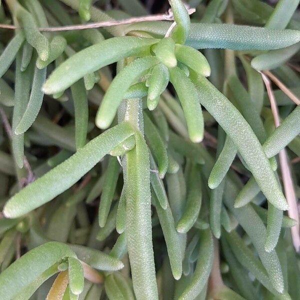 Delosperma cooperi Leaf