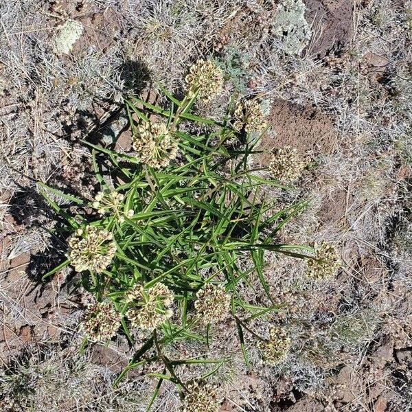 Asclepias asperula Fiore