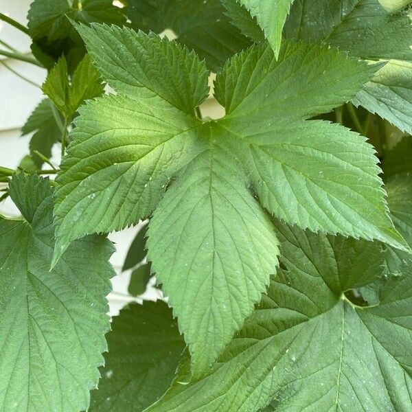 Humulus scandens 葉