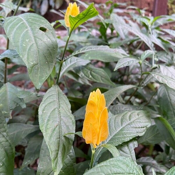 Pachystachys lutea Květ