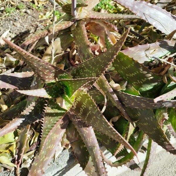 Aloe maculata Lehti