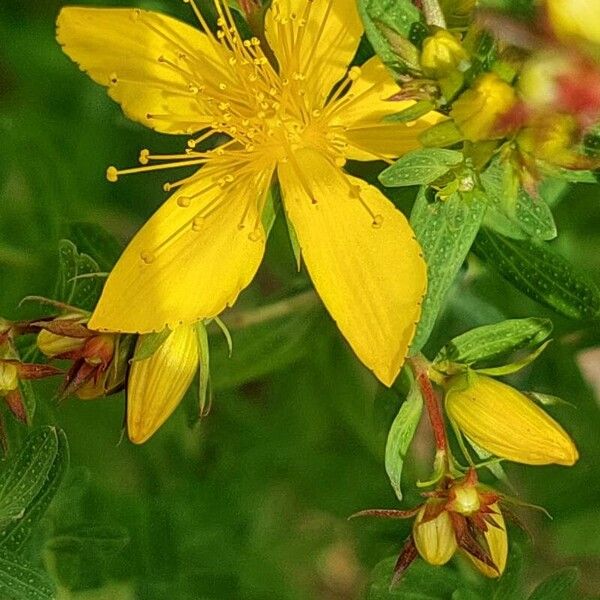 Hypericum perfoliatum Квітка