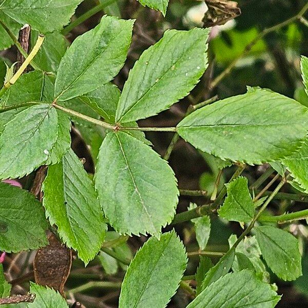 Rosa pendulina Φύλλο