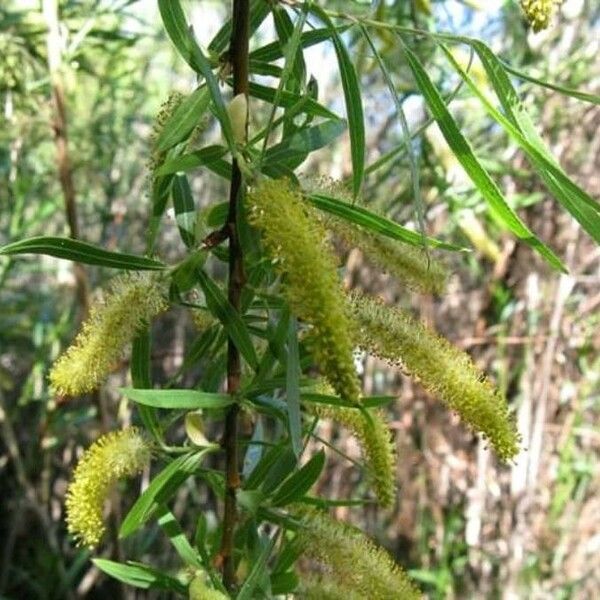 Salix humboldtiana Flower
