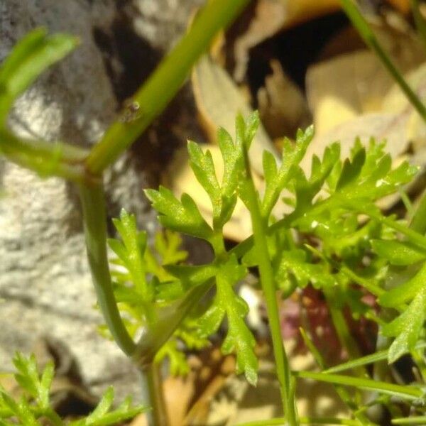 Caucalis platycarpos Hoja