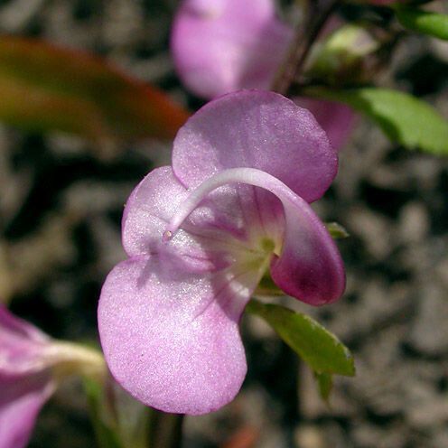 Pedicularis racemosa Floro