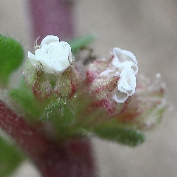 Parietaria lusitanica Flower