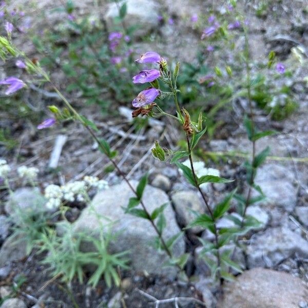 Nothochelone nemorosa Flower