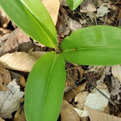 Clintonia borealis Leaf