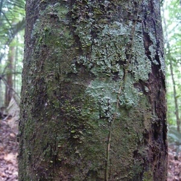 Guatteria citriodora Kéreg