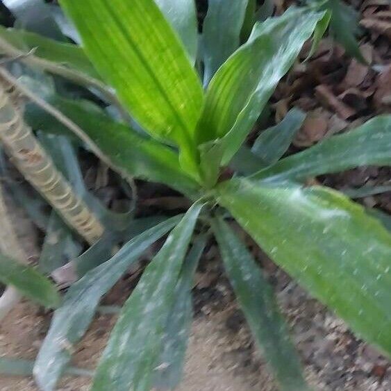 Dracaena angustifolia Blad