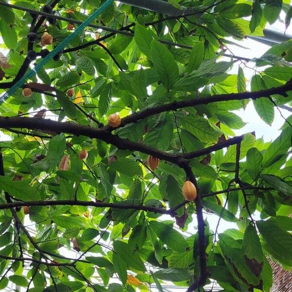 Theobroma cacao Leaf