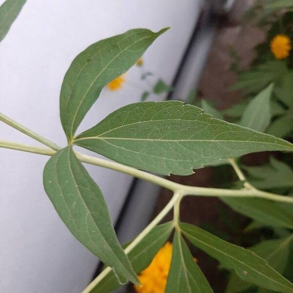 Rudbeckia laciniata Leaf