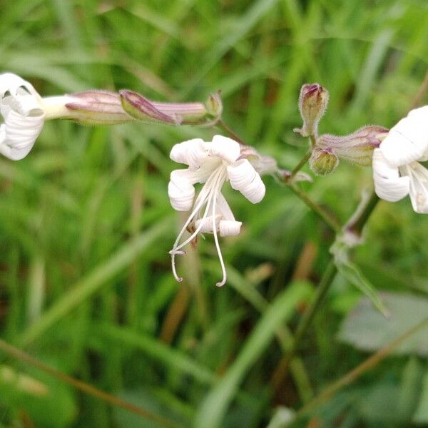 Silene nutans Flor