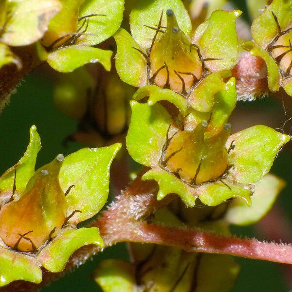 Rodgersia aesculifolia Flors