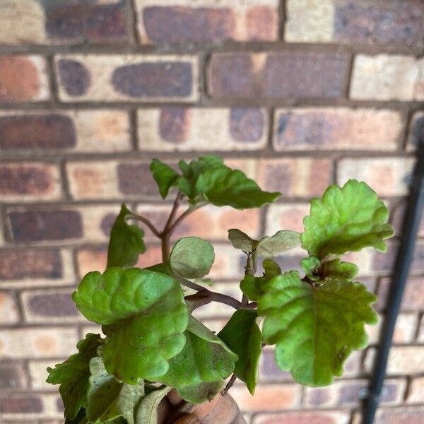 Plectranthus verticillatus Hoja