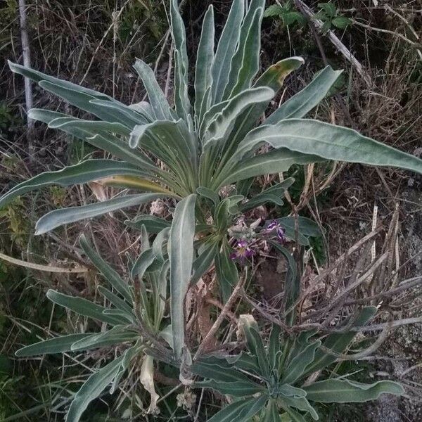 Matthiola incana Feuille